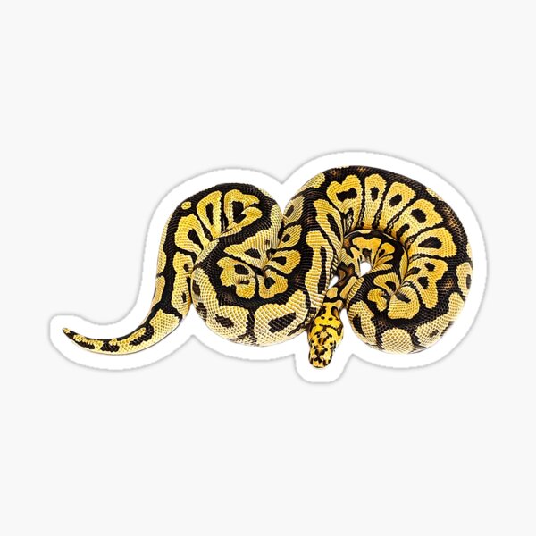 Item preview, Ball Python Beautiful Snake designed and sold by Elarex.