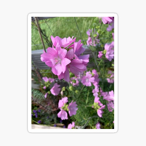 pink flowers, Sticker