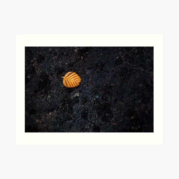 Fallen Fagus Leaf, Mt Field, Tasmania Art Print