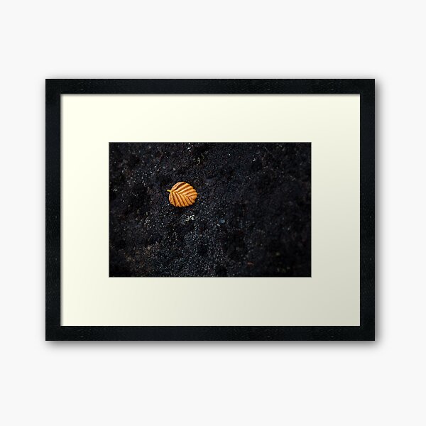 Fallen Fagus Leaf, Mt Field, Tasmania Framed Art Print
