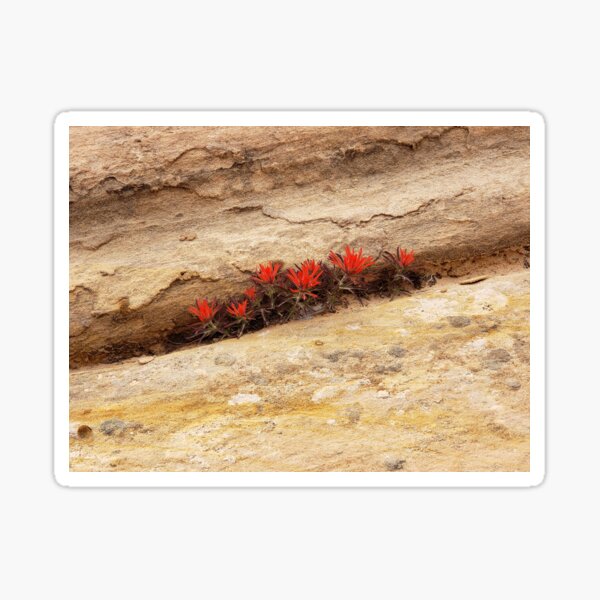 Rough Indian Paintbrush Wildflowers Sticker
