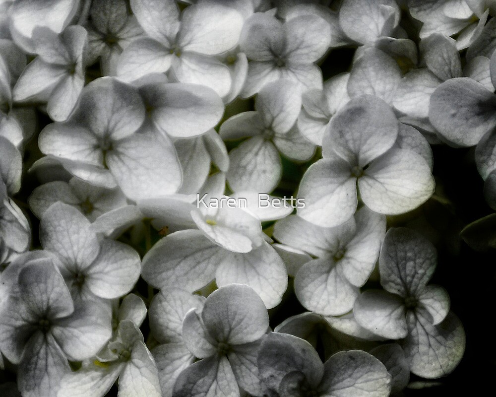 "Hydrangea Petals ~ Close up" by Karen Betts | Redbubble