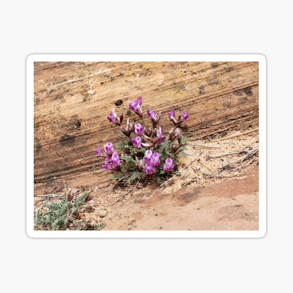 Crescent Milkvetch Wildflowers Sticker