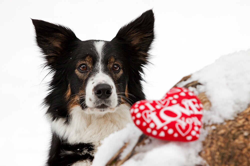 images for a collie valentines day