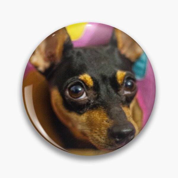 Item preview, litogodfather miniature pinscher donut designed and sold by marshmallowhobo.