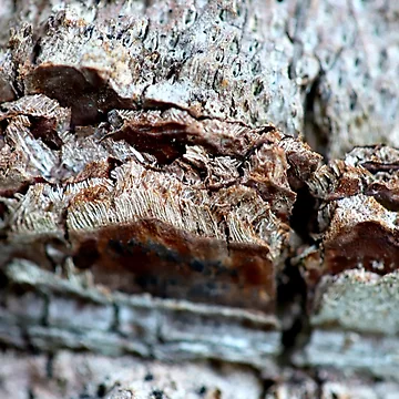 Artwork thumbnail, Tree Bark Pattern II by Manic-Spider