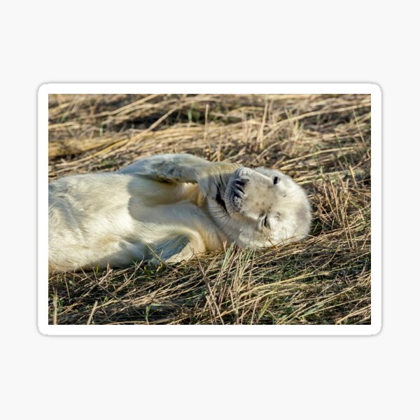 Item preview, Grey Seal Pup designed and sold by mhfore.