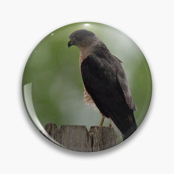 Item preview, Backside of a Sharp Shinned Hawk designed and sold by Susie Kramer.