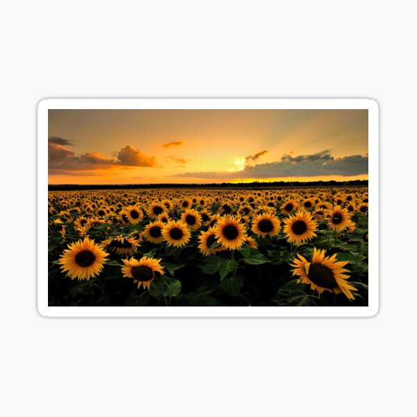 Item preview, sunflower designed and sold by Virginia Lythgoe.