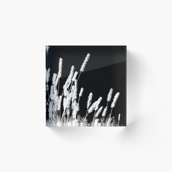 Moonlight Meadowgrass Acrylic Block