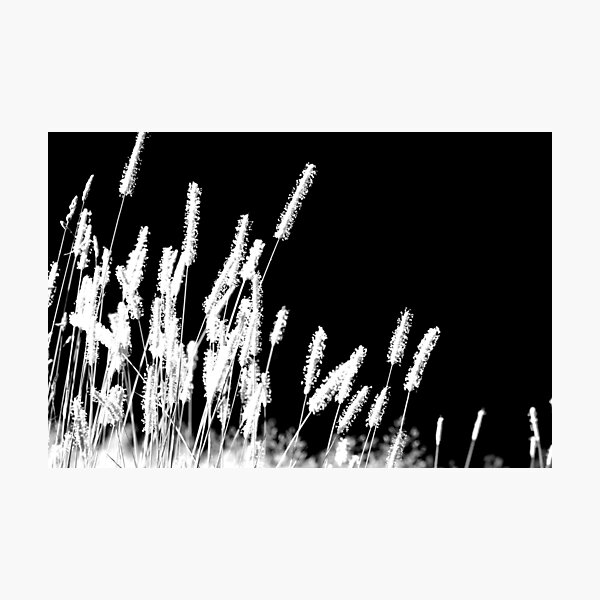 Moonlight Meadowgrass Photographic Print