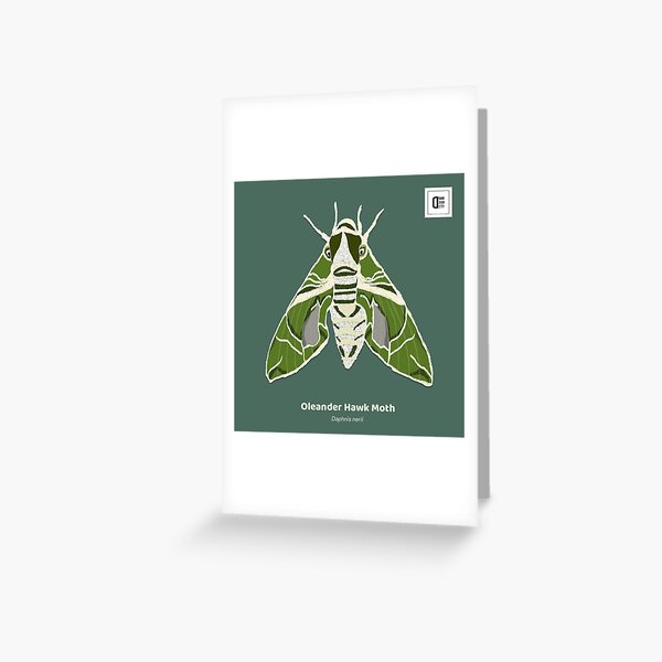Oleander Hawk Moth Greeting Card