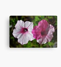Two Tone Petunia Metal Print