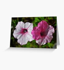 Two Tone Petunia Greeting Card
