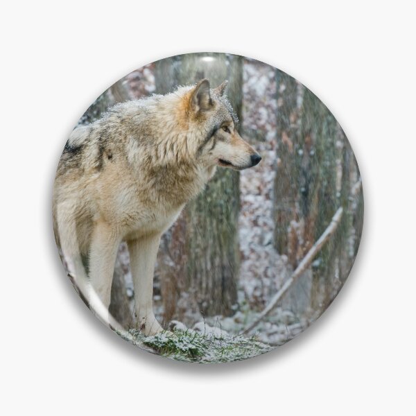 Item preview, Gray Wolf In Winter designed and sold by Michael Cummings.