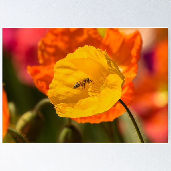 Item preview, There's Work To Be Done  Floriade 2013 Canberra Australia  designed and sold by Kym Bradley.