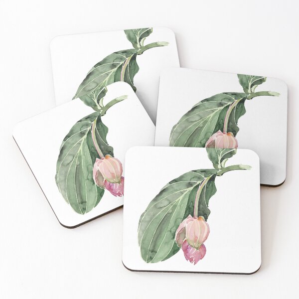 Item preview, Medinilla designed and sold by hollywutz.