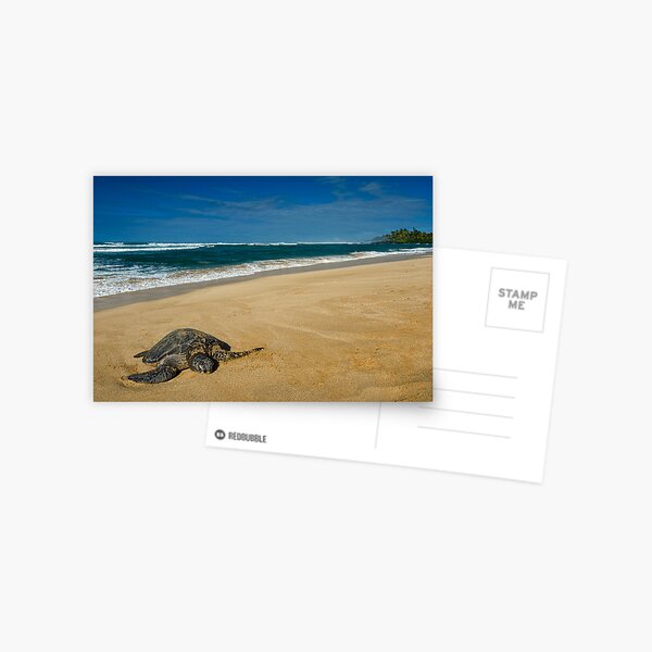 Green Sea Turtle, Oahu Postcard