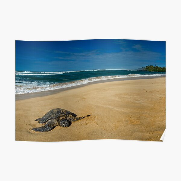 Green Sea Turtle, Oahu Poster