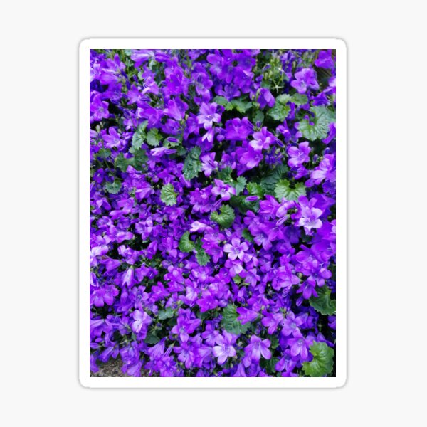 Pop of Purple Sticker