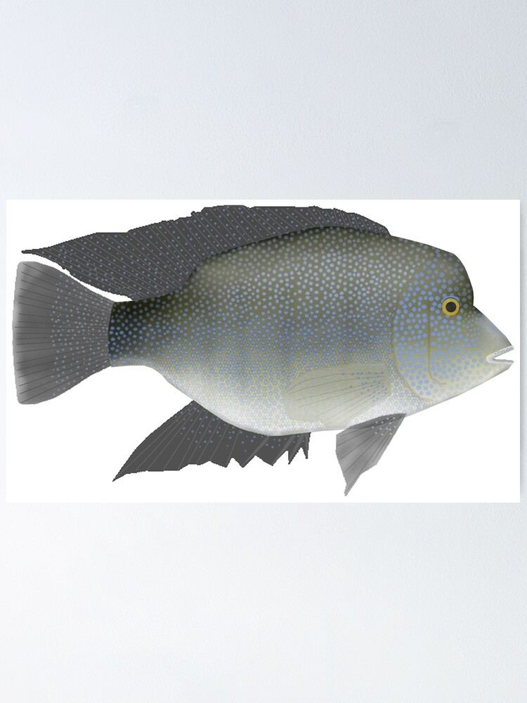 Texas Cichlid Poster By Fishfolkart Redbubble