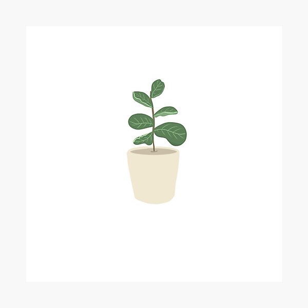 Item preview, Fiddle Leaf Fig Plant  designed and sold by matchaprintco.
