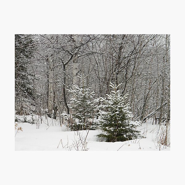 Item preview, Sugared Pines designed and sold by PeaceofNShore.