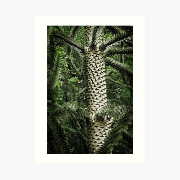 Monkey Puzzle Tree Art Print