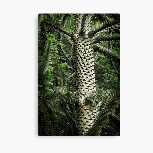 Monkey Puzzle Tree Canvas Print