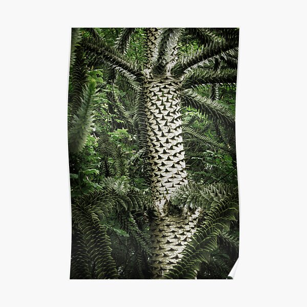 Monkey Puzzle Tree Poster