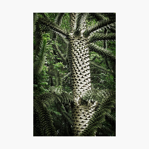 Monkey Puzzle Tree Photographic Print