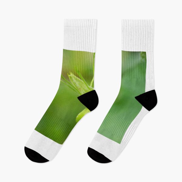 Item preview, oli new squash designed and sold by pcfyi.