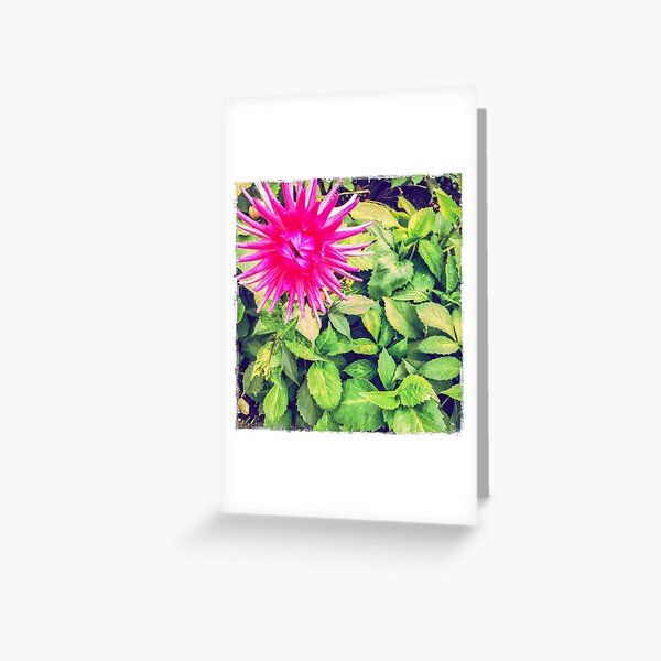 Pink Dahlia in the garden Greeting Card