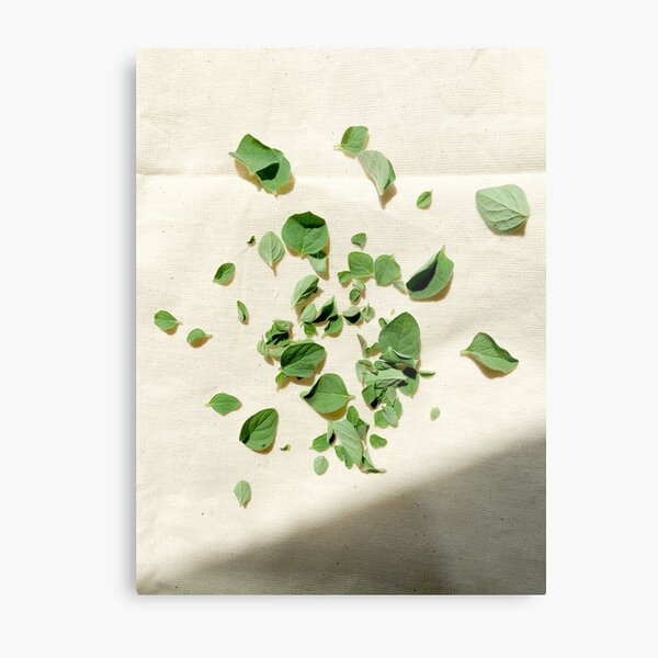 Oregano & Muslin Metal Print
