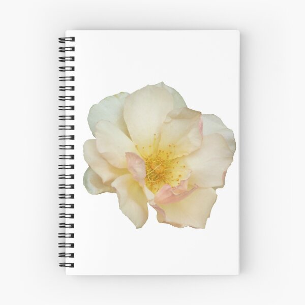 Artikelvorschau, Erröten Sie rosa Rose Design entworfen und verkauft von Giftables.