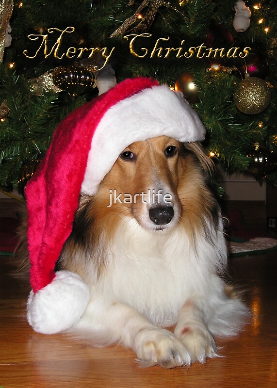 Sheltie Christmas Cards 