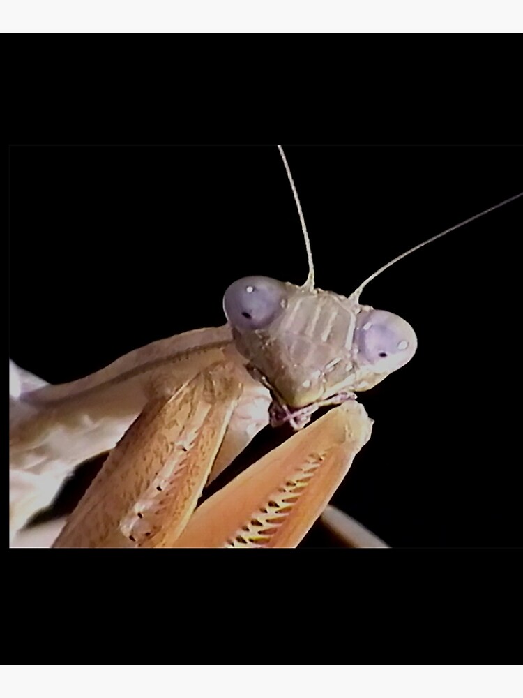 Purple Eyed African Mantis by mark-bugs-org