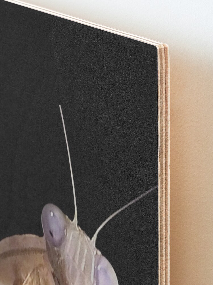 Alternate view of Purple Eyed African Mantis Mounted Print