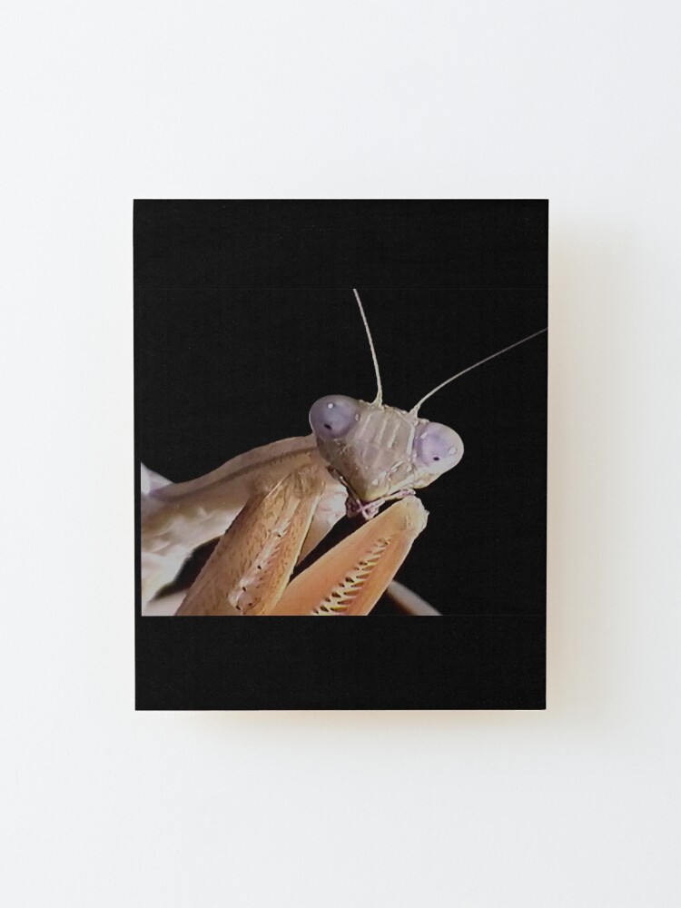 Alternate view of Purple Eyed African Mantis Mounted Print
