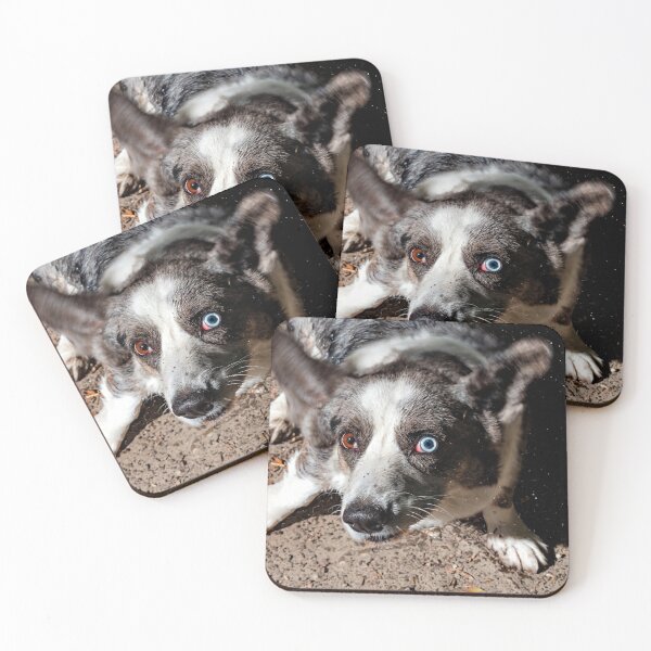 Item preview, Beautiful corgi dog is swimming in a mountain river. Sunny weather. Summer. designed and sold by Alexander Sorokopud.