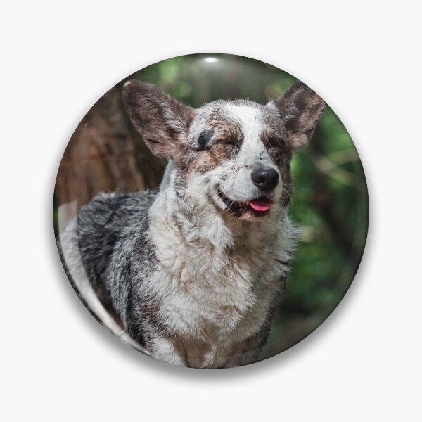 Item preview, Beautiful corgi dog is swimming in a mountain river. Sunny weather. Summer. designed and sold by Alexander Sorokopud.