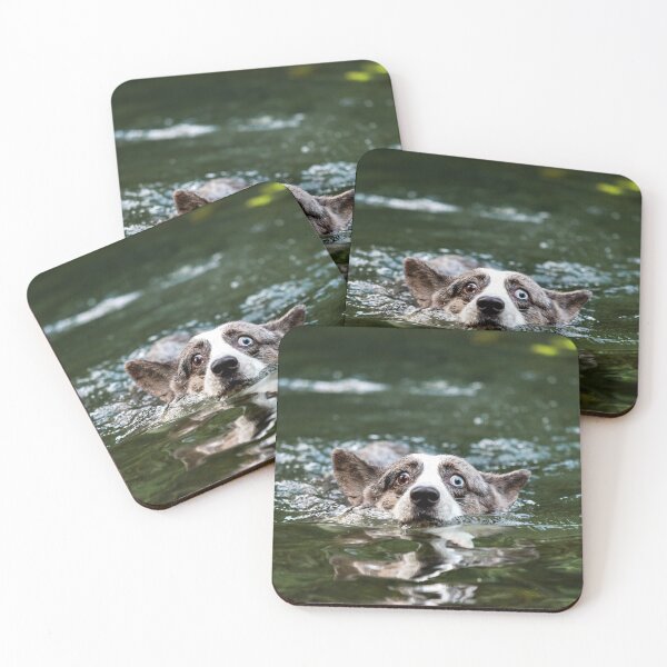 Item preview, Beautiful corgi dog is swimming in a mountain river. Sunny weather. Summer. designed and sold by Alexander Sorokopud.