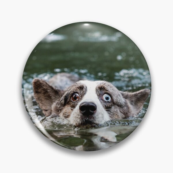 Item preview, Beautiful corgi dog is swimming in a mountain river. Sunny weather. Summer. designed and sold by Alexander Sorokopud.