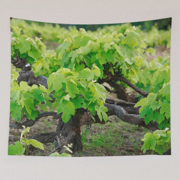 Item preview, Grape vines designed and sold by Gaspar Avila.