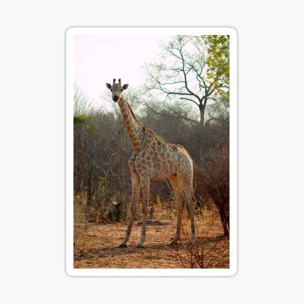 Giraffe Sticker