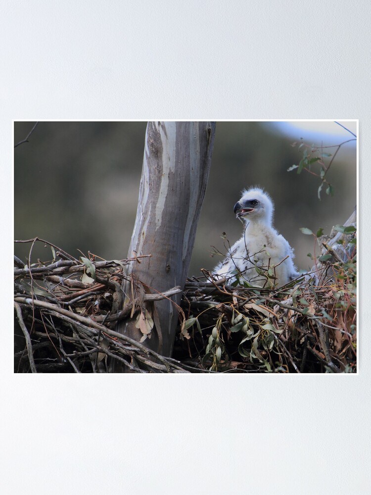 Póster «Águila culebrera (Aquila audax) en el nido.» de DONWILSON |  Redbubble