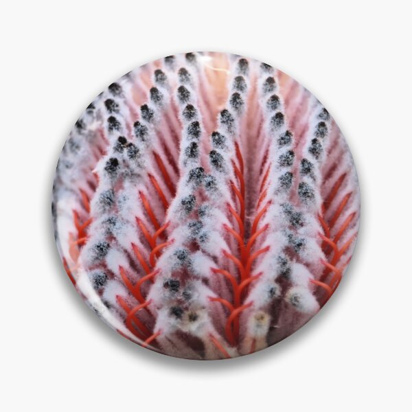 Item preview, Scarlet Banksia in flower, South Australia designed and sold by NanaRusty.