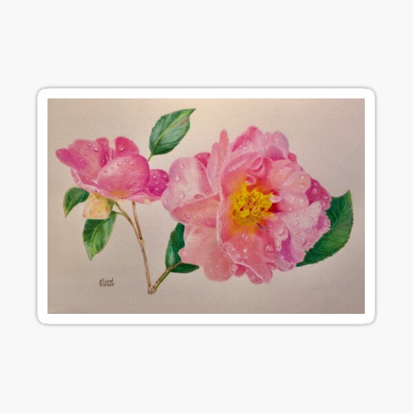 Camellias Sticker