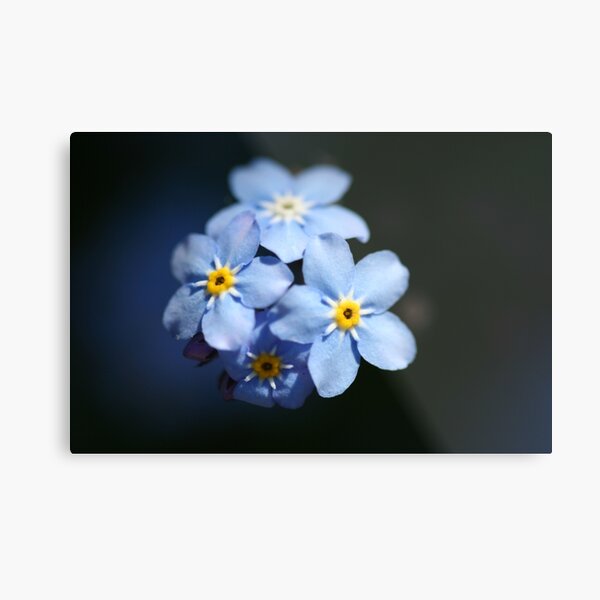 Alpine For-Get-Me-Not Metal Print
