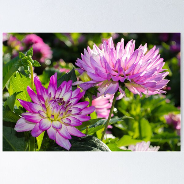 Item preview, Violet Flowers designed and sold by Photopa.